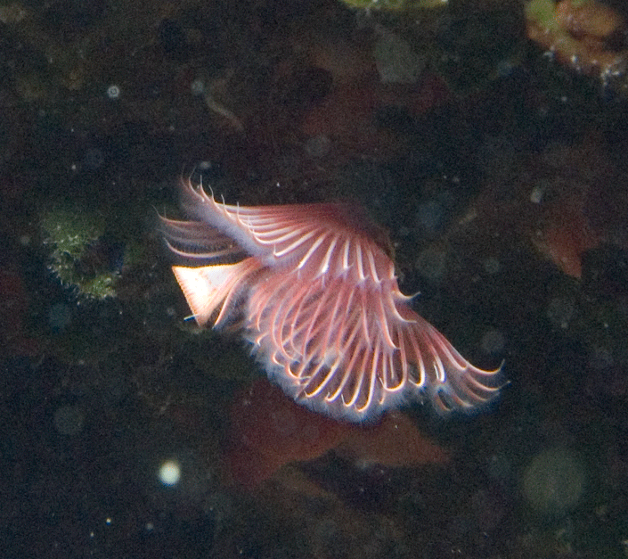 Serpula sp.